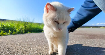 ナデナデさせてくれた猫