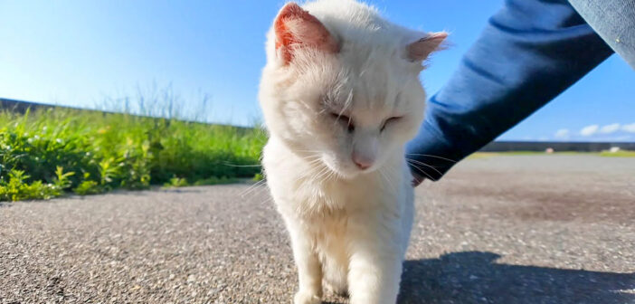ナデナデさせてくれた猫