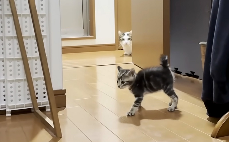 子猫が気になる猫