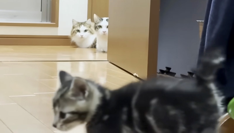 子猫が気になる猫達