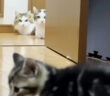 子猫が気になる猫達