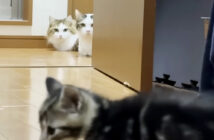 子猫が気になる猫達