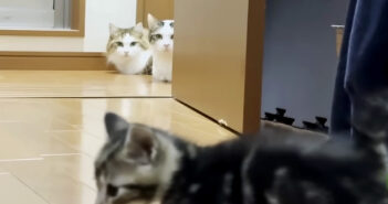 子猫が気になる猫達