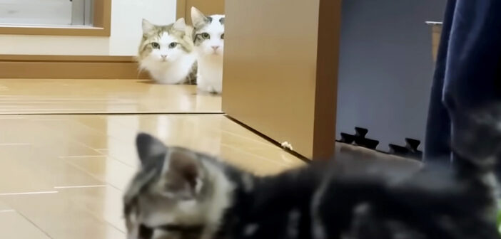 子猫が気になる猫達