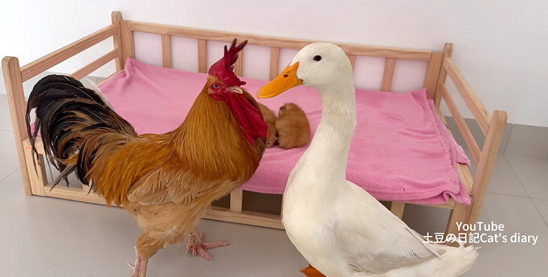 母アヒルとおんどりの競い合い