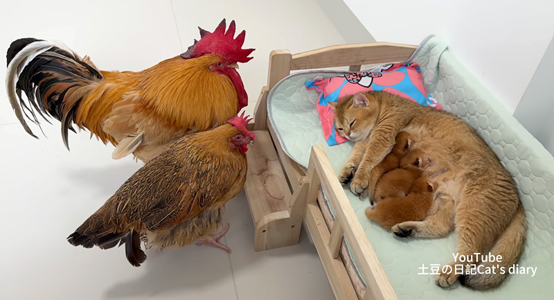 子猫達を見に来たニワトリ達