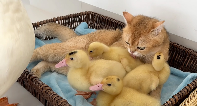 ヒナ達を毛づくろいする母猫