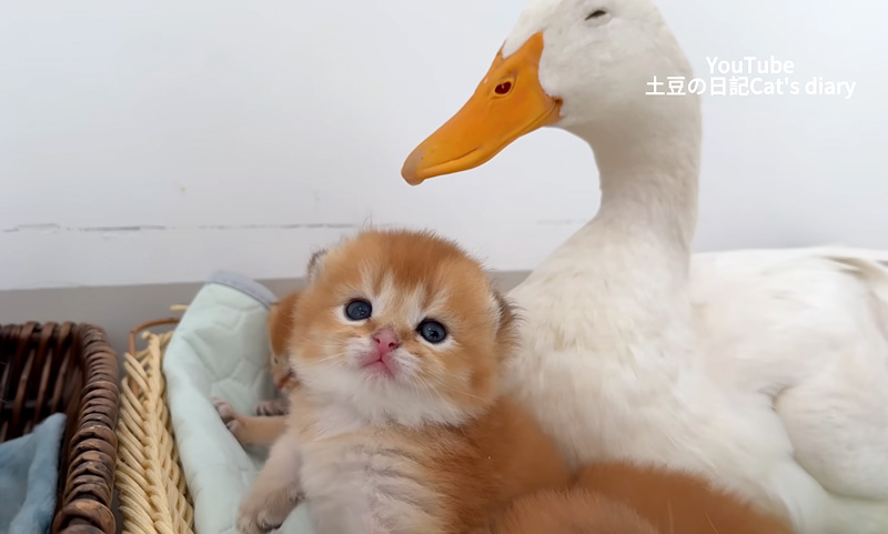 子猫達を温める母アヒル