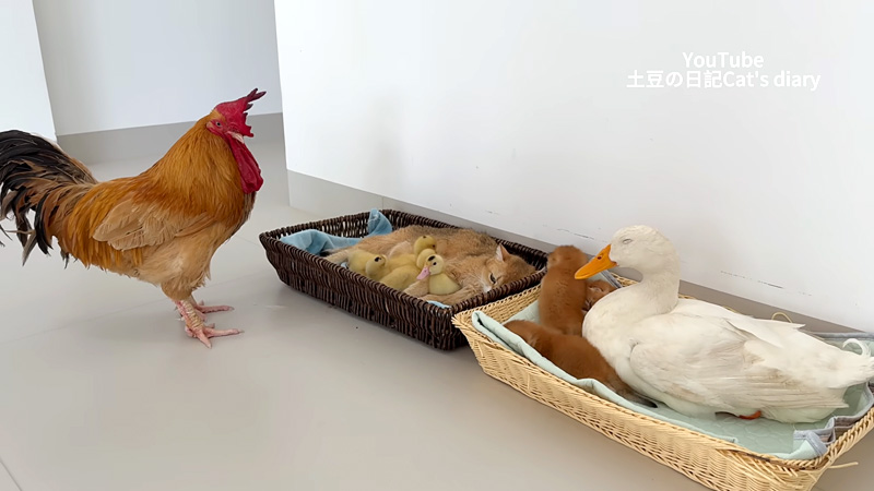 嫉妬するおんどり