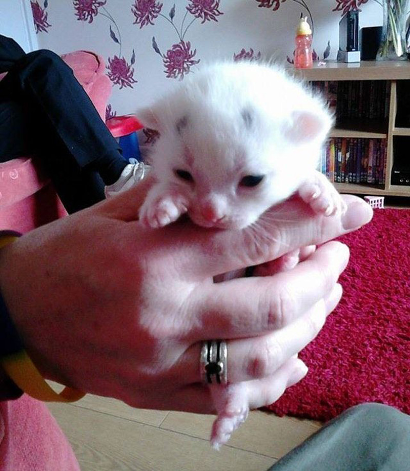 持たれる眉毛子猫