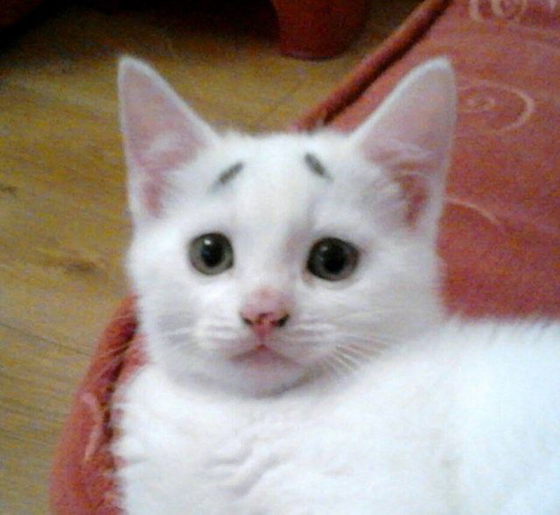 見つめる眉毛子猫