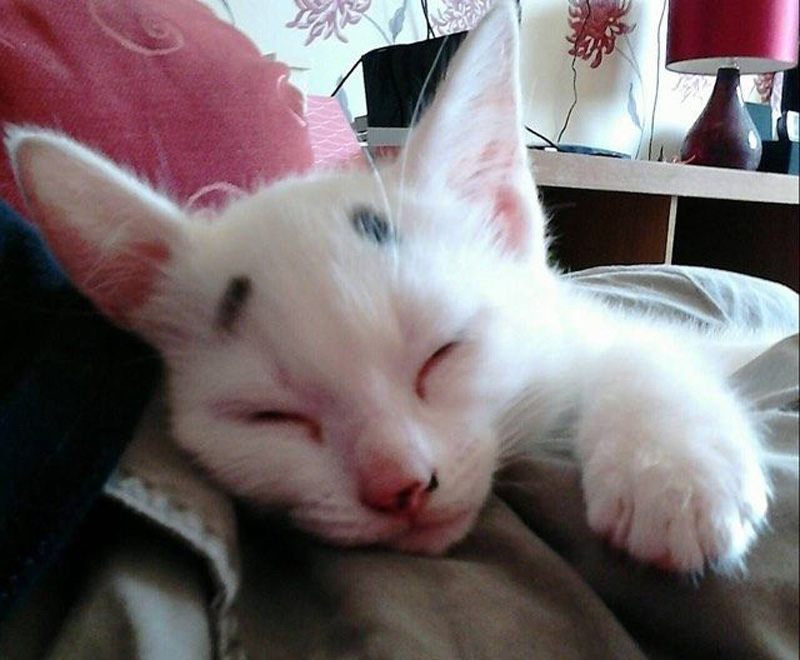 眠る眉毛子猫