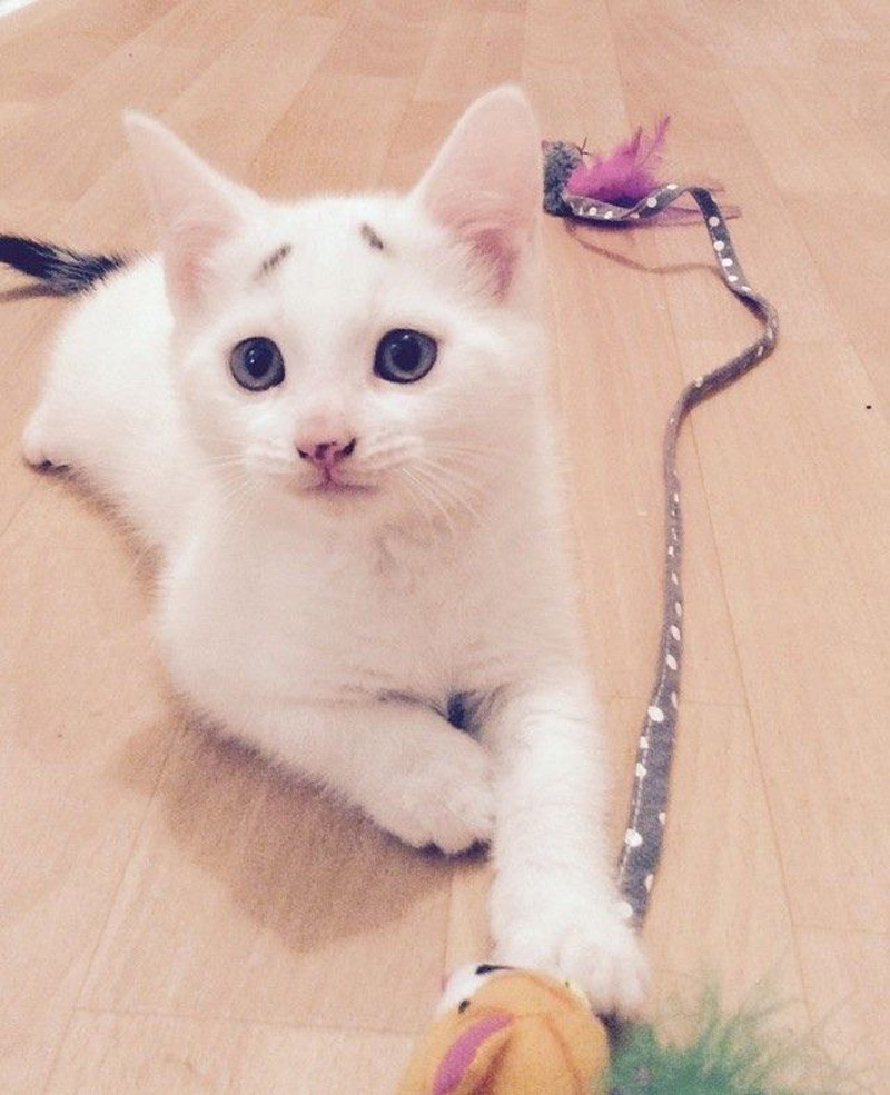 遊ぶ眉毛子猫