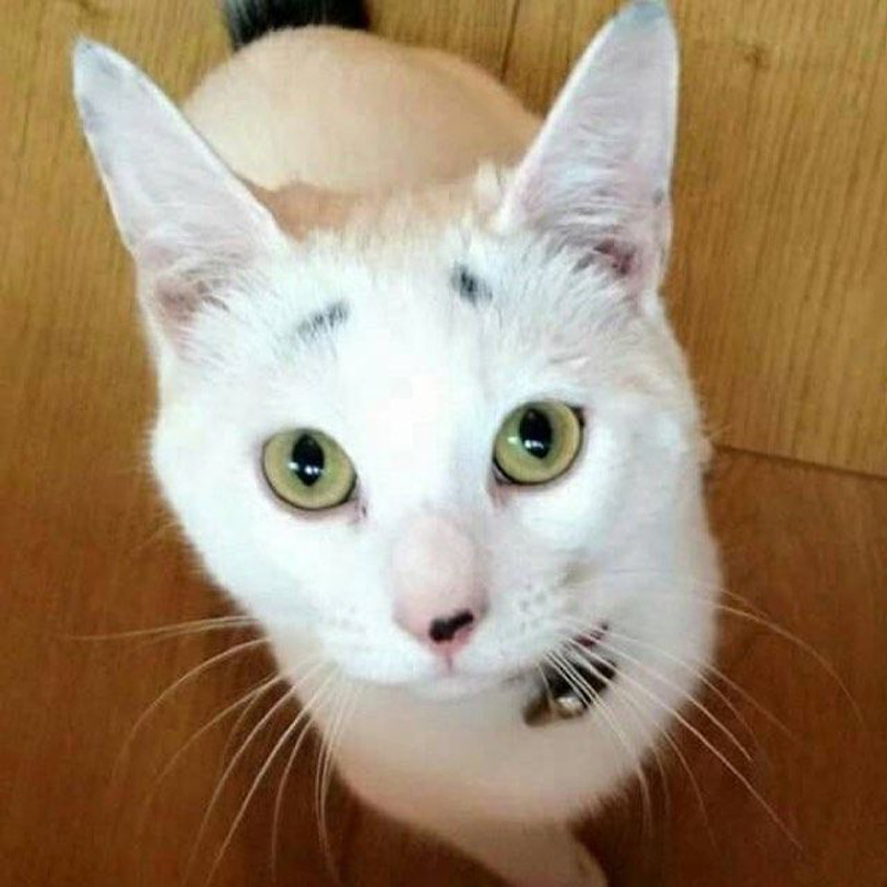 見上げる眉毛子猫