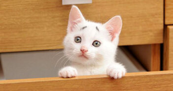 いつも困った顔の眉毛子猫。その可愛さ溢れるおねだりは、誰も拒否することが出来なくて ( *´艸`)♡ 眉毛子猫