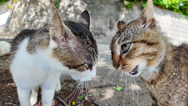 猫の抗争が勃発
