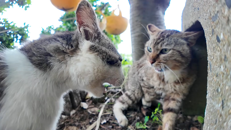 威嚇し合う猫達