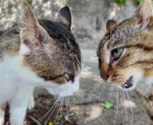 山猫軍vs港猫連合の抗争が勃発！ 一触即発の猫達の姿が激しくて思わず息を呑む！