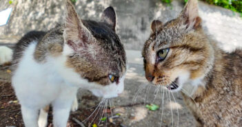山猫軍vs港猫連合の抗争が勃発! 一触即発の猫達の姿が激しくて思わず息を呑む! 猫の抗争が勃発