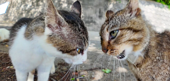 山猫軍vs港猫連合の抗争が勃発！ 一触即発の猫達の姿が激しくて思わず息を呑む！