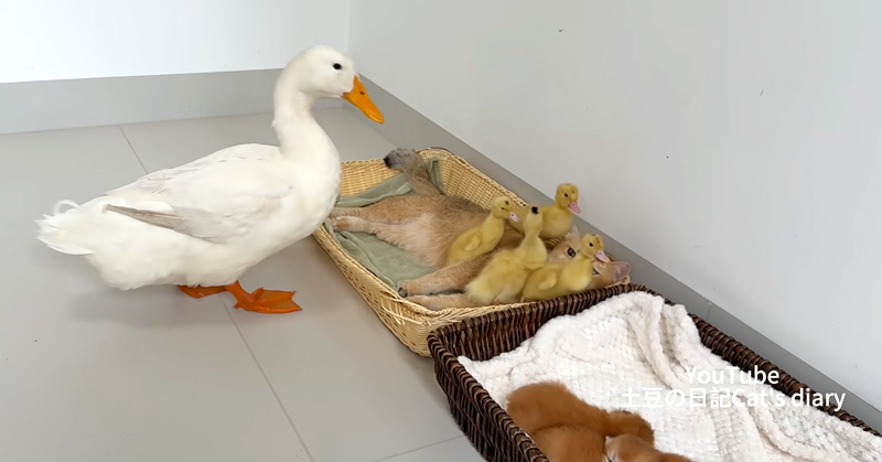 母猫とヒナ達を見つめるアヒルのお母さん