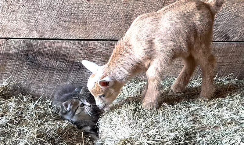 友達になった子ヤギと子猫