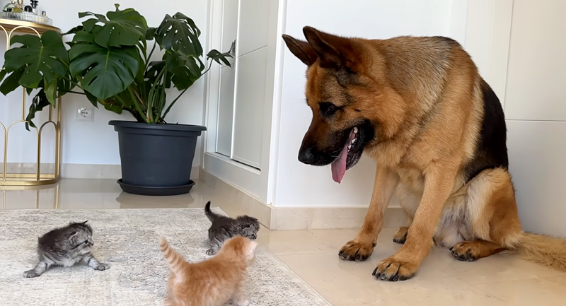 子猫達の勢いに負けるシェパード