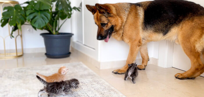 子猫達に攻撃されるシェパード
