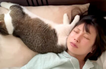 枕を奪う猫