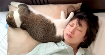枕を奪う猫