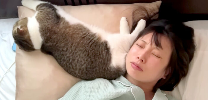 枕を奪う猫