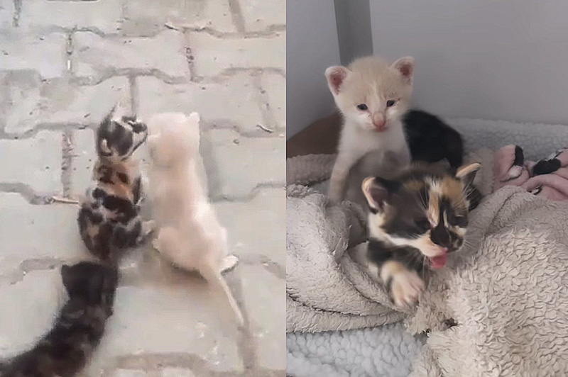 路上で見つかった子猫達