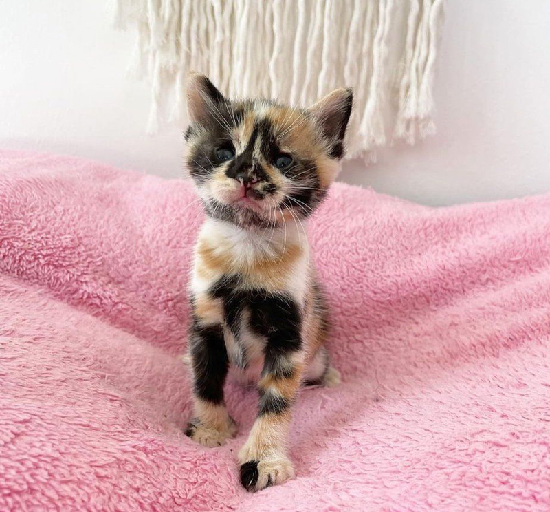 成長した子猫