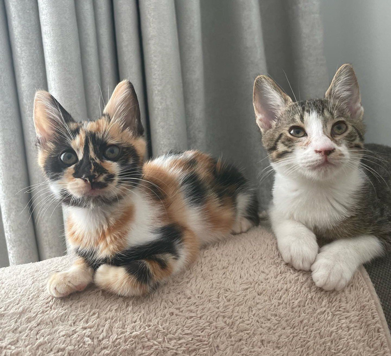 並んで座る子猫達