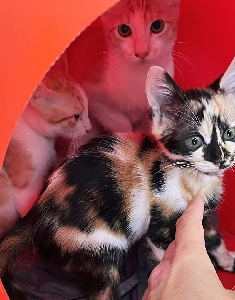 みんなで過ごす子猫達