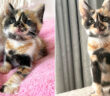 綺麗な模様の子猫