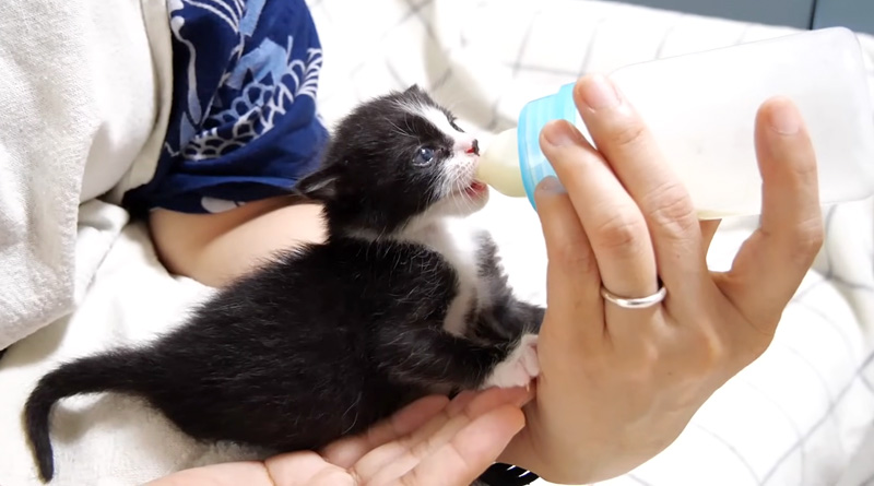 ミルクを飲む子猫