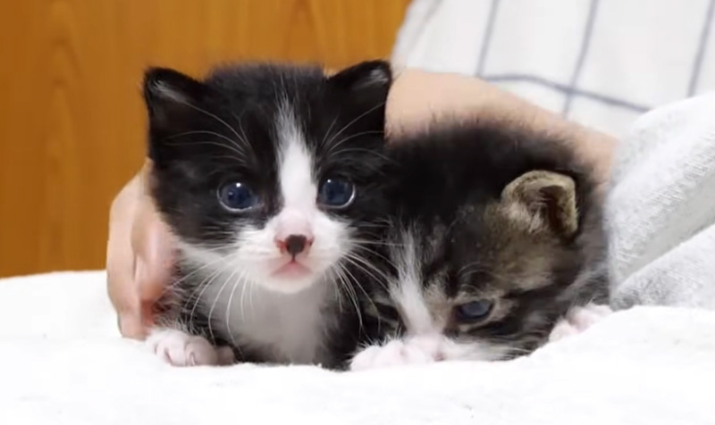 膝の上で寄り添う子猫達
