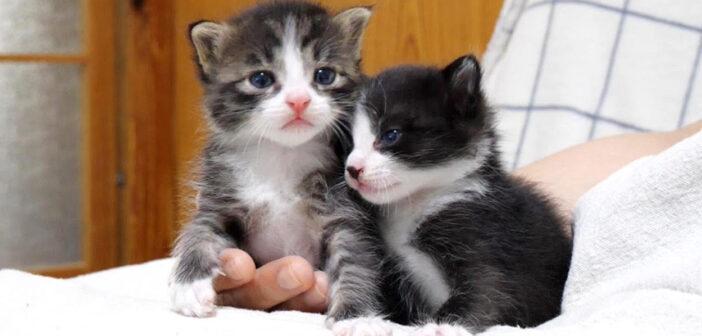 膝の上で寄り添う子猫達