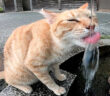 水をペロペロする猫