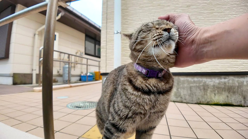 嬉しそうに撫でられる猫