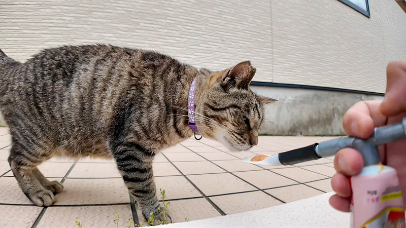 ちゅ〜るに困惑する猫