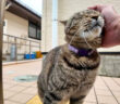 嬉しそうに撫でられる猫