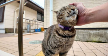 嬉しそうに撫でられる猫