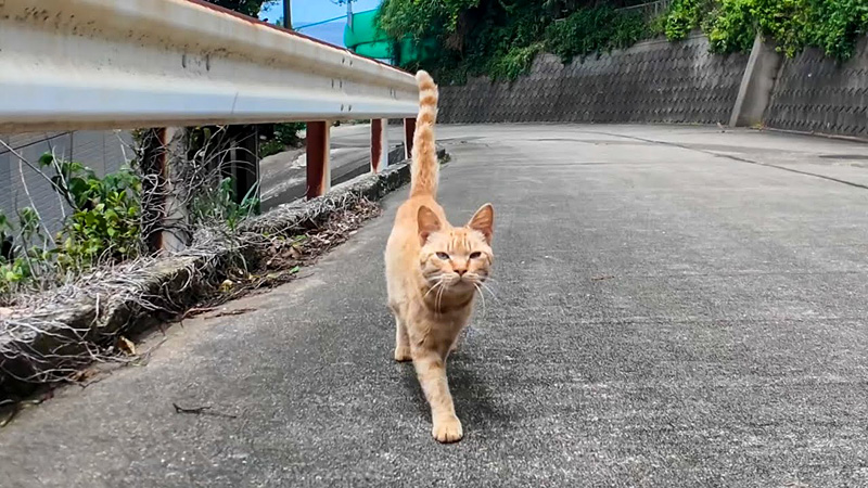 前の方から向かってきた猫