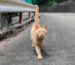 山道で出会った猫