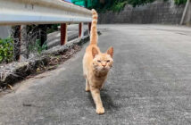 山道で出会った猫