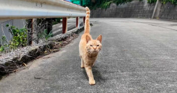 山道で出会った猫が仲間を召喚… 気づけば猫に囲まれていた件。ゾロゾロとついてくる様子がとっても可愛かった♡ 山道で出会った猫