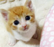 自分の名前を覚えた子猫