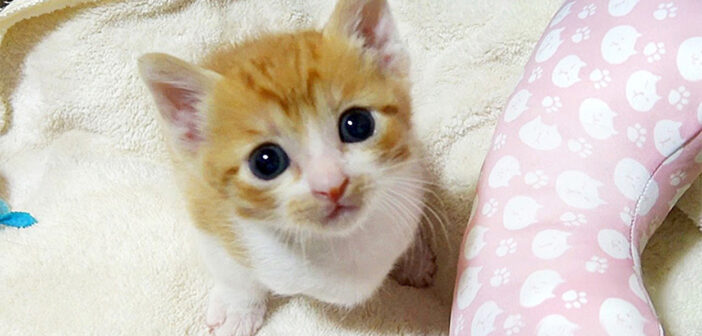 自分の名前を覚えた子猫
